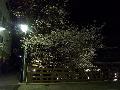 夜桜満開です／オークハウス板橋区役所前 #13