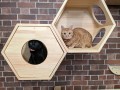 ／Nyanko no mori Yokohama #1