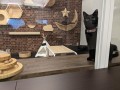 ／Nyanko no mori Yokohama #2